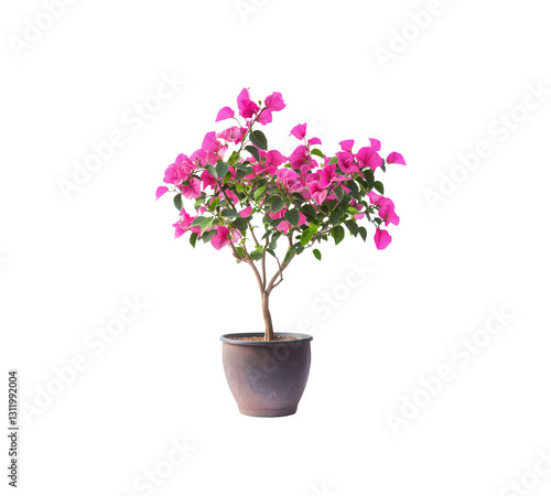 Wallpaper Mural A flower in a pot Torontodigital.ca