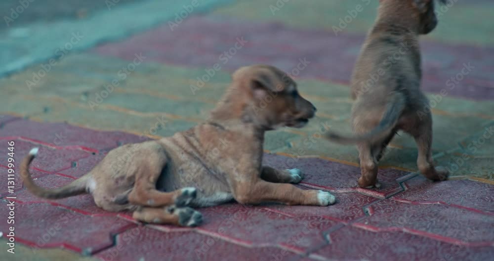 Street Mama Dog and Her Playful Little Puppy Street Mama Dog and Her Playful Little Puppy