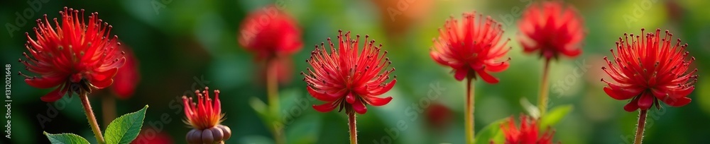 Red amaranth flowers with black seeds and green foliage, flower, wildflower Red amaranth flowers with black seeds and green foliage, flower, wildflower
