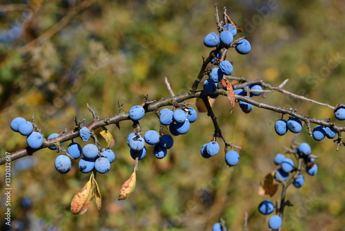 Obraz na płótnie Prunus spinosa 1209