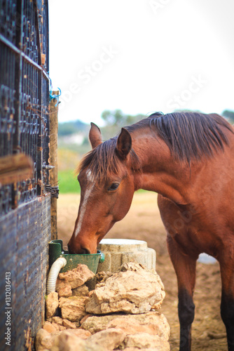 A horse drinks water from a bucket,  horse portrait