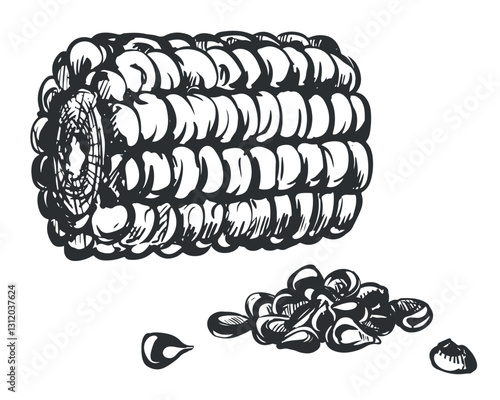 Vector corn cobs and kernels. Linear sketch of corn lying on the table. Old drawing in retro engraving style. Hand drawn realistic ink sketch. Line drawing of popcorn.