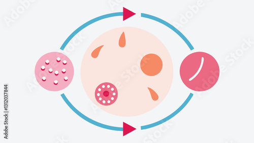 Skin Rejuvenation Cycle A circular flow chart depicting the cycle of skin rejuvenation with exosomes including stages such as absorption stimulation and improvement.