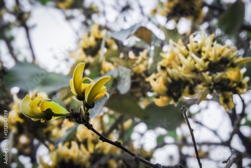 Fotografie bunch of yellow Polash or palash or bastard teak flower on a tree with dry branc