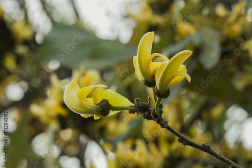 Photography bunch of yellow Polash or palash or bastard teak flower on a tree with dry branc