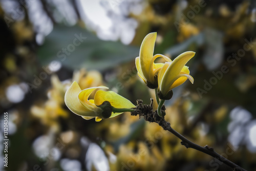 Konstfotografi bunch of yellow Polash or palash or bastard teak flower on a tree with dry branc