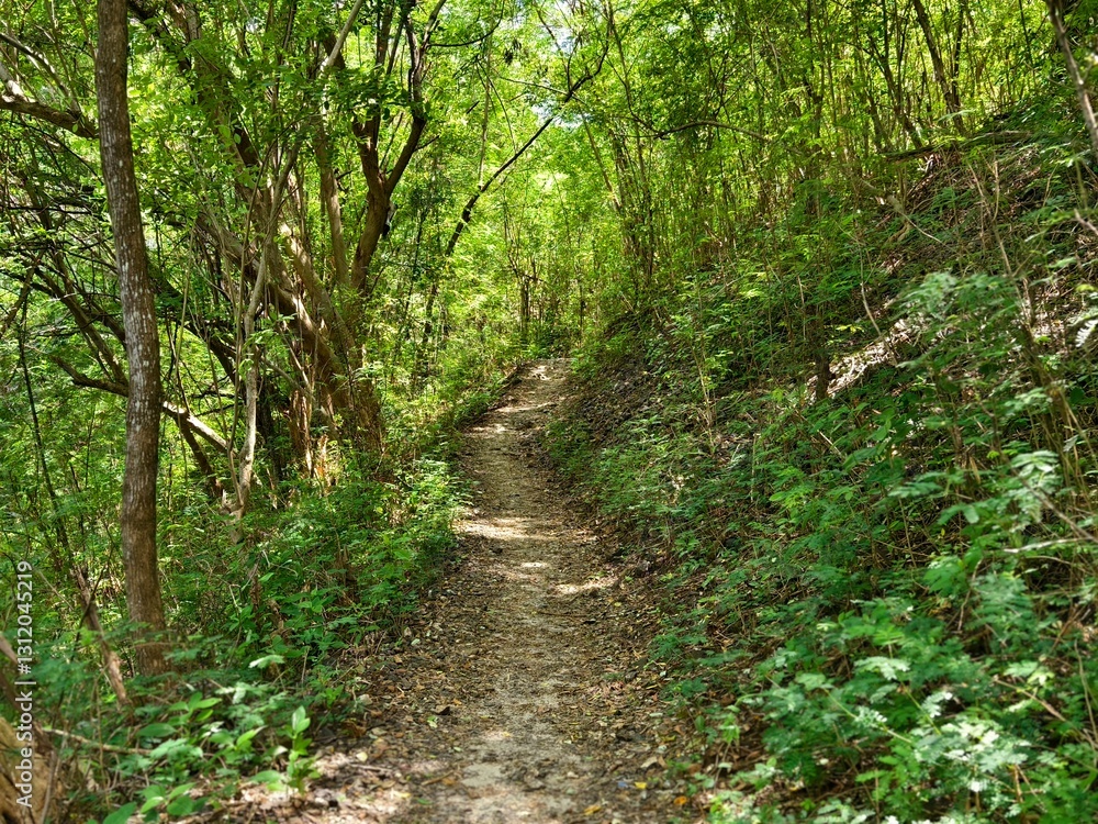 Tranquil forest trail path through nature Tranquil forest trail path through nature