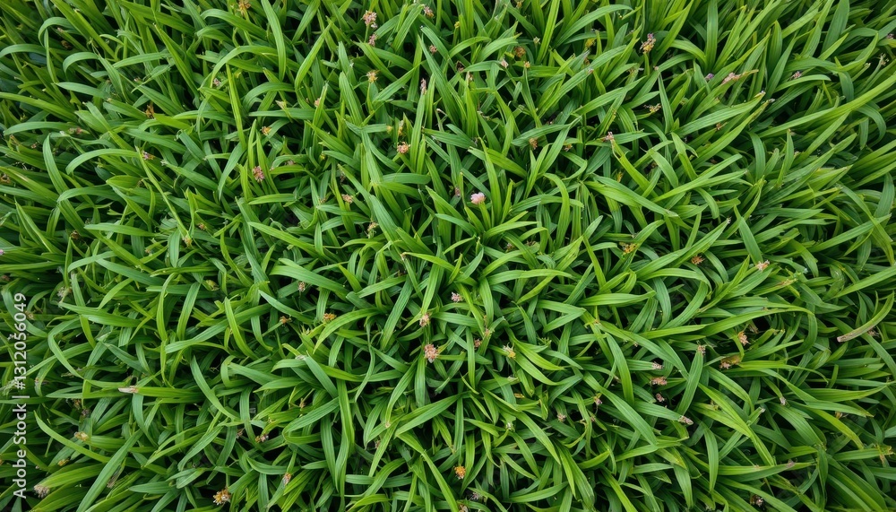 Lush green grass close-up outdoor environment nature photography vibrant viewpoint Lush green grass close-up outdoor environment nature photography vibrant viewpoint
