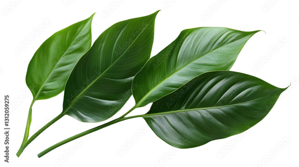 Lush Green Leaves Isolated on White Background Lush Green Leaves Isolated on White Background