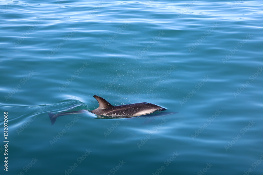 Fototapeta premium Dolphin Partially Emerging from the Ocean – Marine Wildlife in Motion