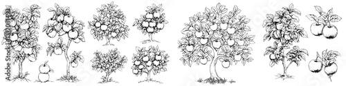 Various hand-drawn apple tree illustrations showcasing different stages of growth and fruit development in a garden setting