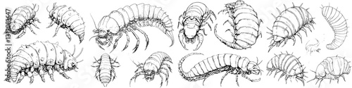 Various types of detailed insect illustrations depicting life stages and characteristics of different species