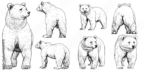 Detailed sketches of grizzly bears showcasing various poses and angles in a natural setting