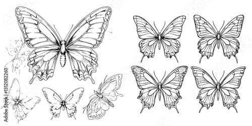 Detailed illustrations of various butterfly species showcasing intricate wing patterns and designs for educational purposes