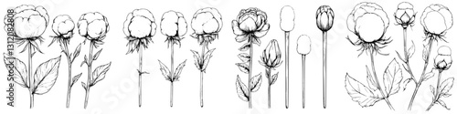 Detailed sketches of cotton flowers showcasing various stages of growth and blooming in a natural setting