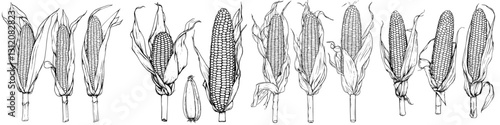 Detailed drawings of various corn cobs showcasing unique textures and forms for agricultural studies and art references