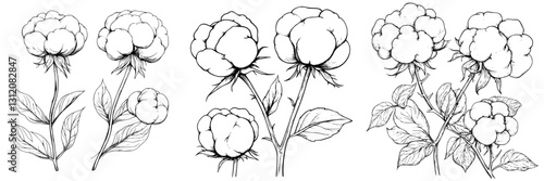 Various sketches of cotton plants showing their unique flower structures with leaves in a botanical style