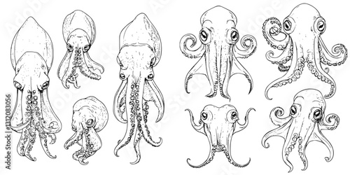Illustrations of various species of octopus and squid displayed in a detailed and artistic manner