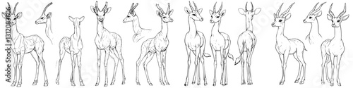 Various sketches of gazelles showcasing different poses and angles in a naturalistic style for wildlife illustration