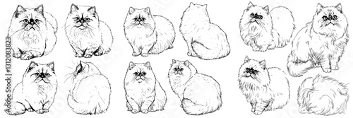 Various outlines of fluffy cats in different poses showcasing their distinct features and expressions