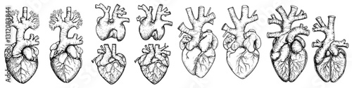 Detailed anatomical illustrations of hearts showcasing variations in structure and features