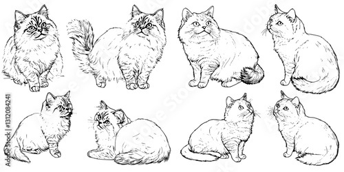 Various adorable cats in simple line art style showcasing different poses and expressions