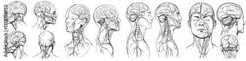 Detailed anatomical drawings of the human head and brain showcasing various perspectives and structures