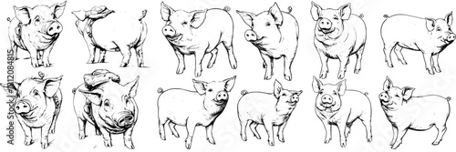 Various hand-drawn pigs standing and looking around with some wearing harnesses