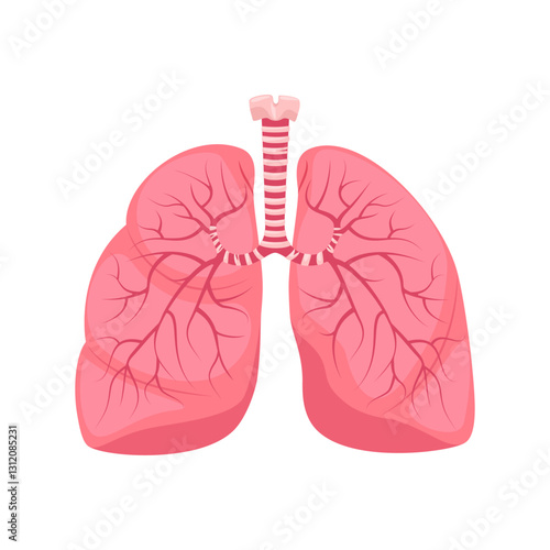 Human lungs, anatomy of internal organ. Respiratory system, human internal organs.