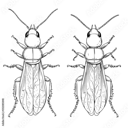 Detailed illustration of two insects showcasing their anatomical features and wing structures in a scientific style