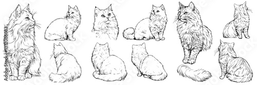 Detailed sketch of different poses of fluffy cats showcasing their playful nature and unique characteristics in artistic style