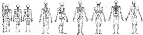 Detailed representation of human skeleton anatomy showing multiple views for educational purposes