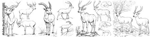 Various sketches showcasing different poses and perspectives of antelopes in a natural setting