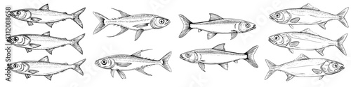 Detailed illustration of various fish species swimming in a dynamic arrangement in black and white