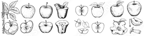 Different varieties of apples with detailed illustrations showcasing shapes and textures