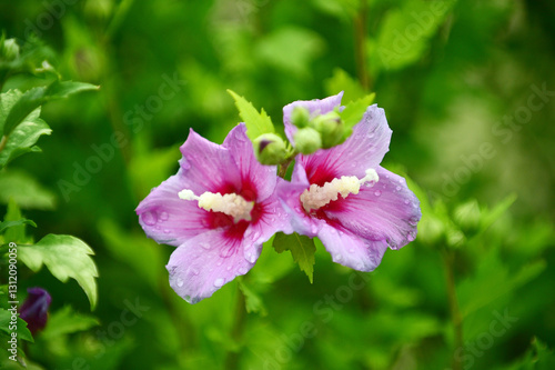 Mugunghwa, National flower of South Korea