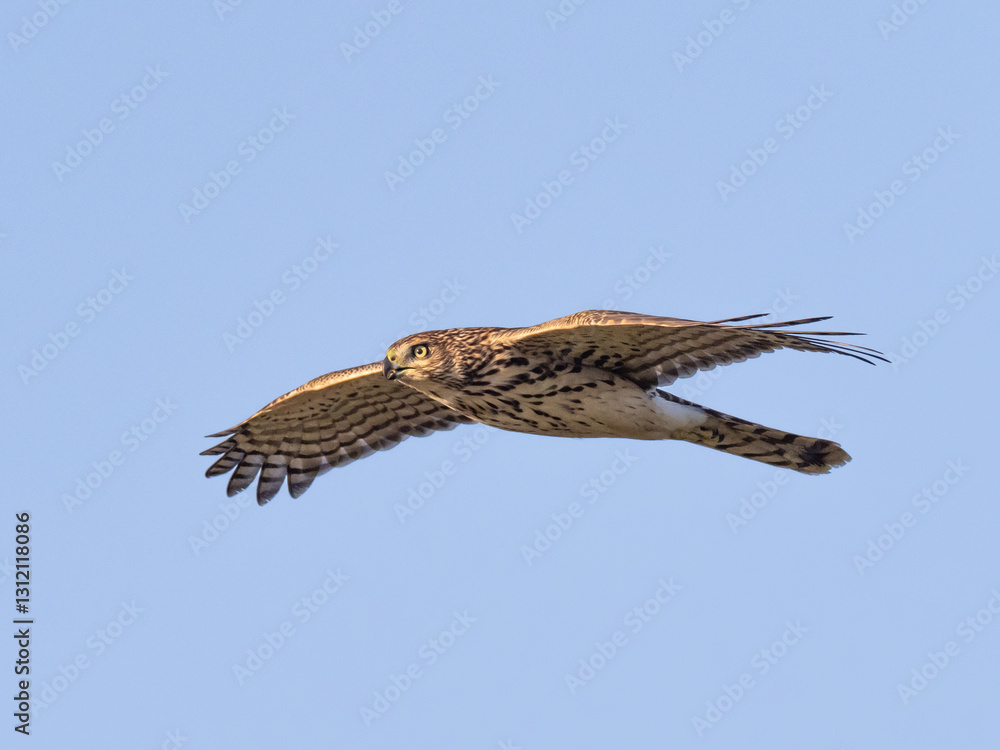 Fototapeta premium An immature Cooper's Hawk gliding by in flight