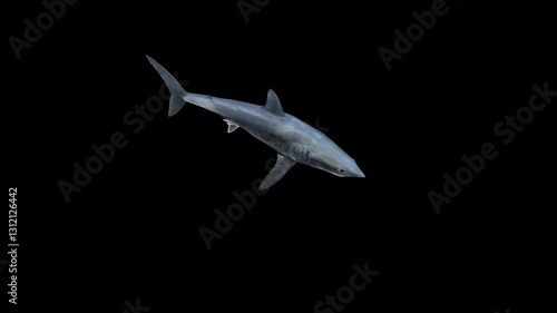 Shortfin Mako Shark top view 3D Video Animation