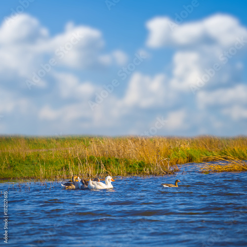 duck herd swim in the lake at bright day