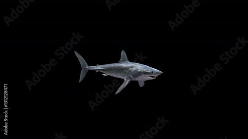 Shortfin Mako Shark 3D Video Animation