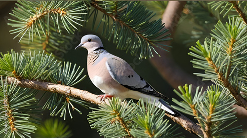 Pearl-necked turtledove in a pine tree photo