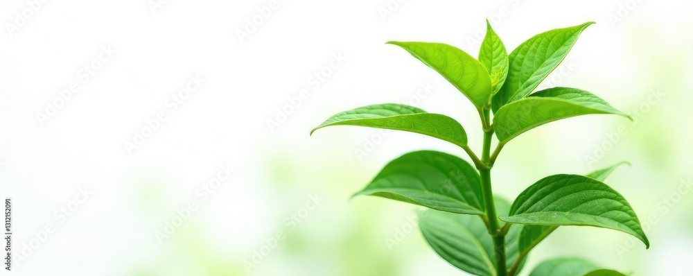 Isolated Green Plant on White Background with Shadows, botanical, green plant Isolated Green Plant on White Background with Shadows, botanical, green plant