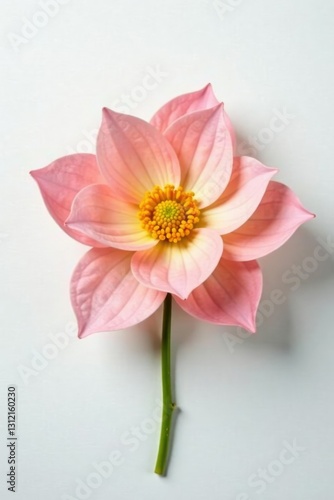Delicate flower petals unfolding on white background, nature, blooming