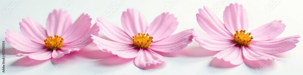 Delicate Cosmos petals unfolding on a soft white surface, white, floral Delicate Cosmos petals unfolding on a soft white surface, white, floral