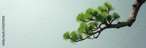 Twisted Korean pine branch against soft gray background, tree, texture, foliage