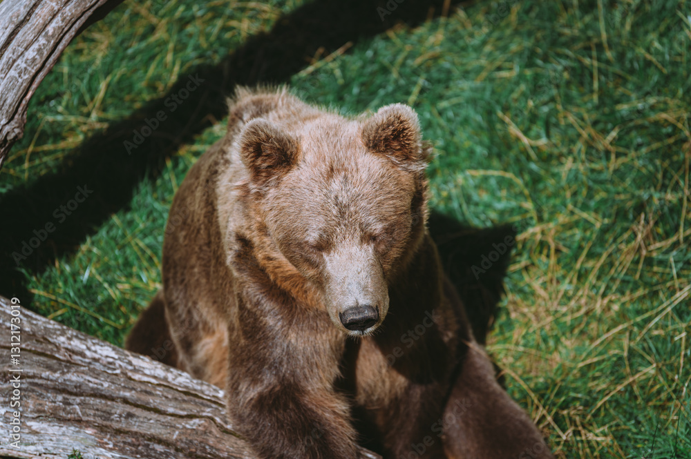 Fototapeta premium Close-up portrait of a bear napping in the sun against a background of green grass in Sweden zoo