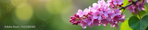 Spring lilac branch with blossoms in a garden, garden, spring, blossom