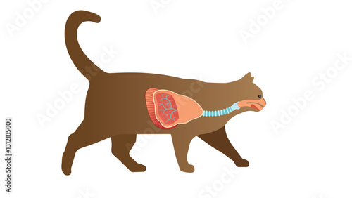 Cat respiratery system