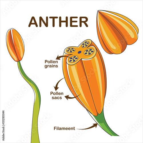 Anther cross section labeled vector image
