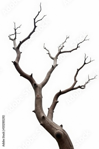 Dried and gnarled tree branches against a bright white backdrop, dried wood, branch